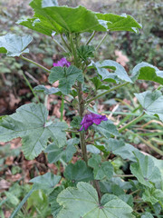 Malva sylvestris mauritiana