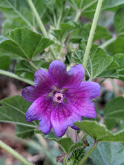 Malva sylvestris mauritiana