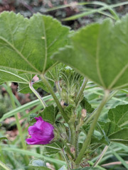Malva sylvestris mauritiana