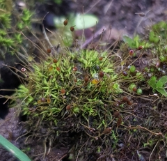 Weissia brachycarpa