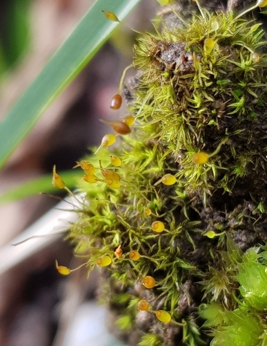 Image of Weissia brachycarpa by (c) Helen Waterman, some rights reserved (CC BY)