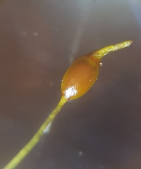 Weissia brachycarpa