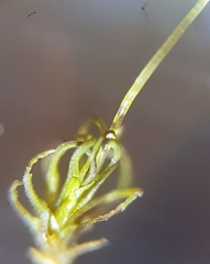 Weissia brachycarpa