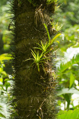 Bactris gasipaes