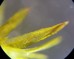 Weissia brachycarpa