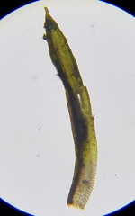 Weissia brachycarpa