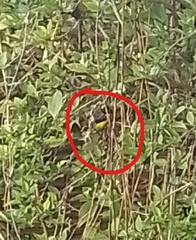 Euphonia chlorotica chlorotica