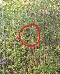 Euphonia chlorotica chlorotica