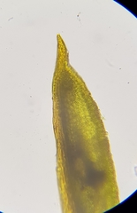 Weissia brachycarpa