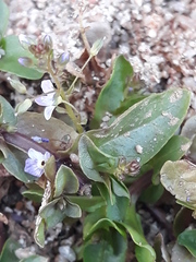 Veronica anagallis-aquatica