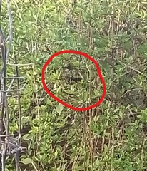 Euphonia chlorotica chlorotica