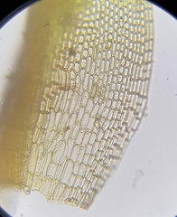 Weissia brachycarpa