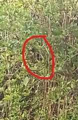 Euphonia chlorotica chlorotica