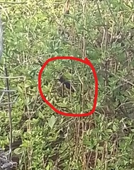Euphonia chlorotica chlorotica