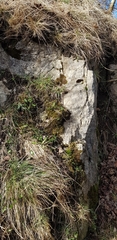 Weissia brachycarpa