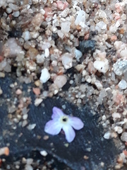 Veronica anagallis-aquatica