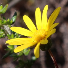 Ursinia dentata