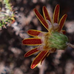 Ursinia dentata
