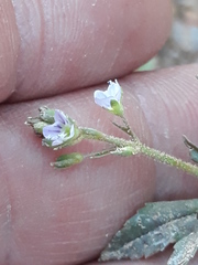 Veronica anagallis-aquatica