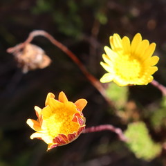 Ursinia dentata