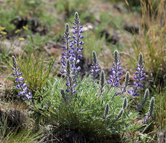 Lupinus nevadensis