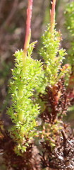 Ursinia dentata