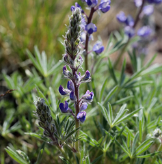 Lupinus nevadensis