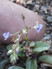 Veronica anagallis-aquatica