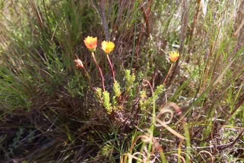 Image of Ursinia dentata by (c) Diana Studer, some rights reserved (CC BY)