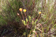 Ursinia dentata