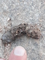 Mammalia