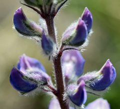 Lupinus nevadensis