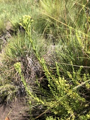 Pentzia cooperi