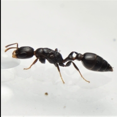 Pseudomyrmex brunneus