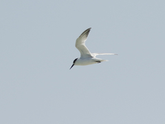 Sternula saundersi
