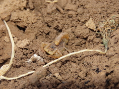 Mesobuthus vesiculatus