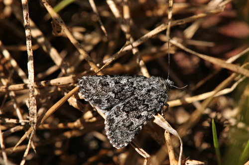 Sympistis heliophila