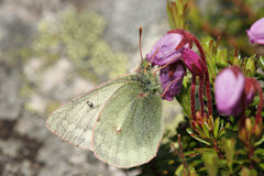 Colias tyche werdandi