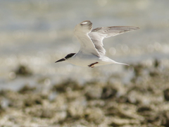 Sternula saundersi