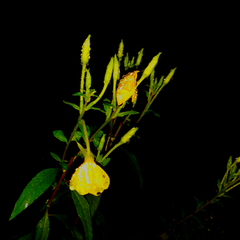 Oenothera nutans