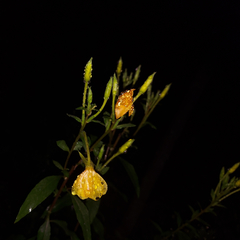 Oenothera nutans
