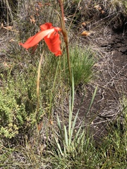 Gladiolus saundersii