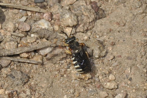 iNaturalist | (c) Pascal Dubois, some rights reserved (CC BY-NC), uploaded by Pascal Dubois Representative image of Rhodanthidium caturigense