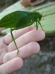 Stilpnochlora nanna