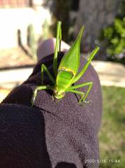 Stilpnochlora nanna