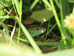 Lacerta strigata