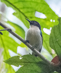 Anthreptes neglectus