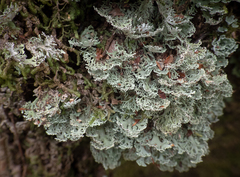 Bunodophoron australe