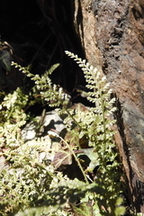 Asplenium fontanum fontanum
