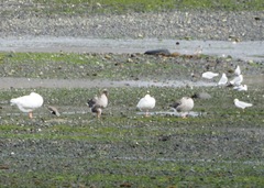 Chroicocephalus maculipennis